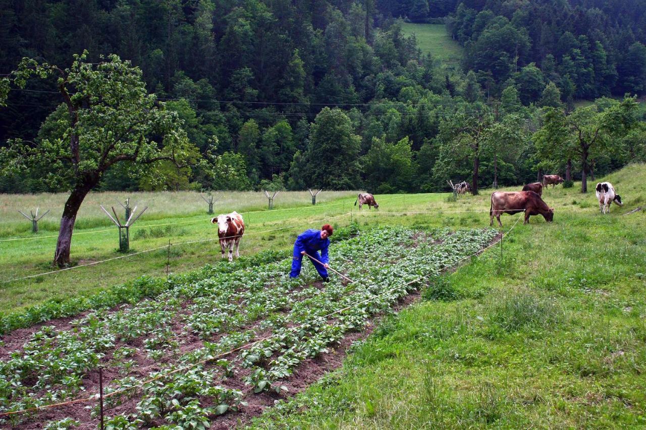 Farm Stay Bukovje Ljubno Exteriér fotografie